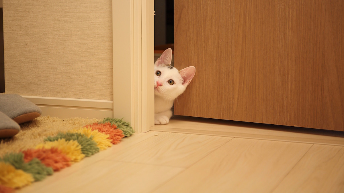 Orange Cat