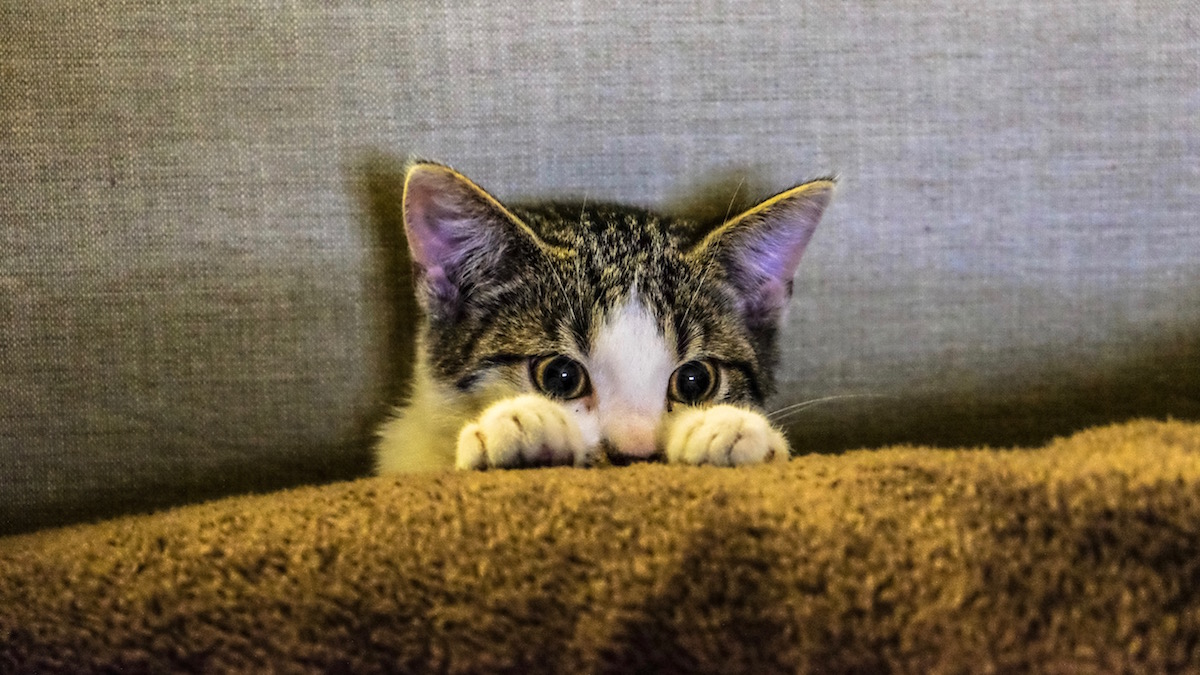 Gray Cat